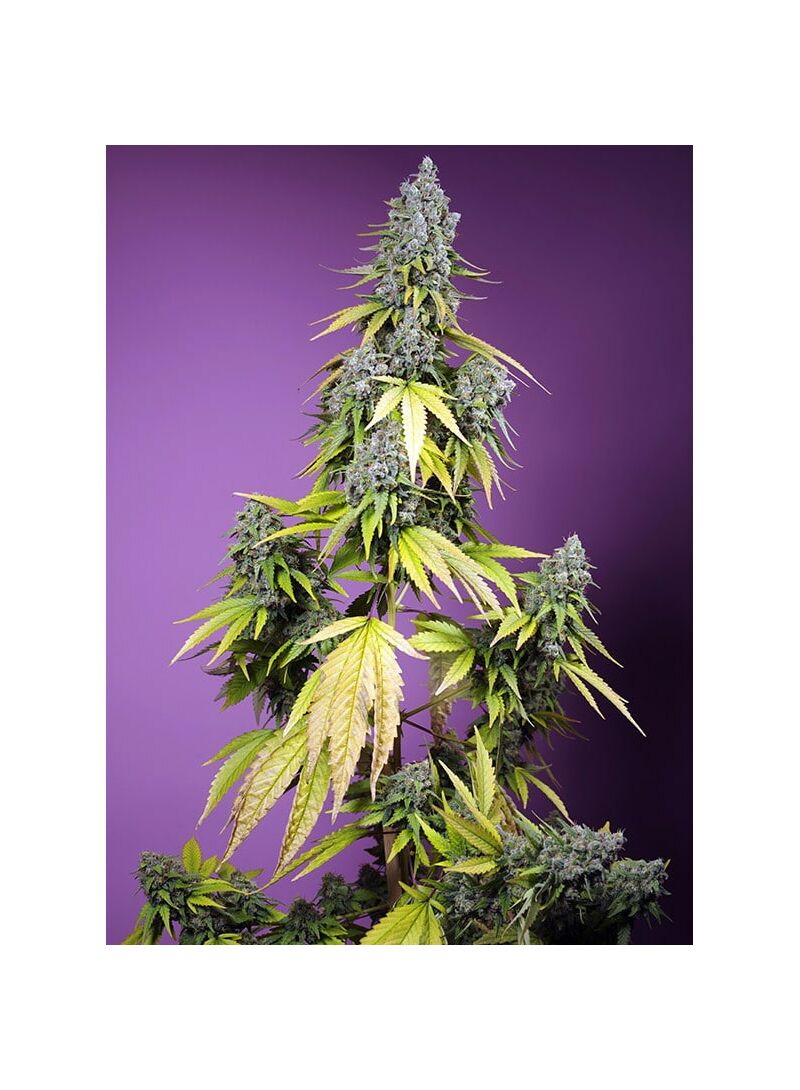 Jet Fuel Mandarine XL Auto, Фасовка: 5+2